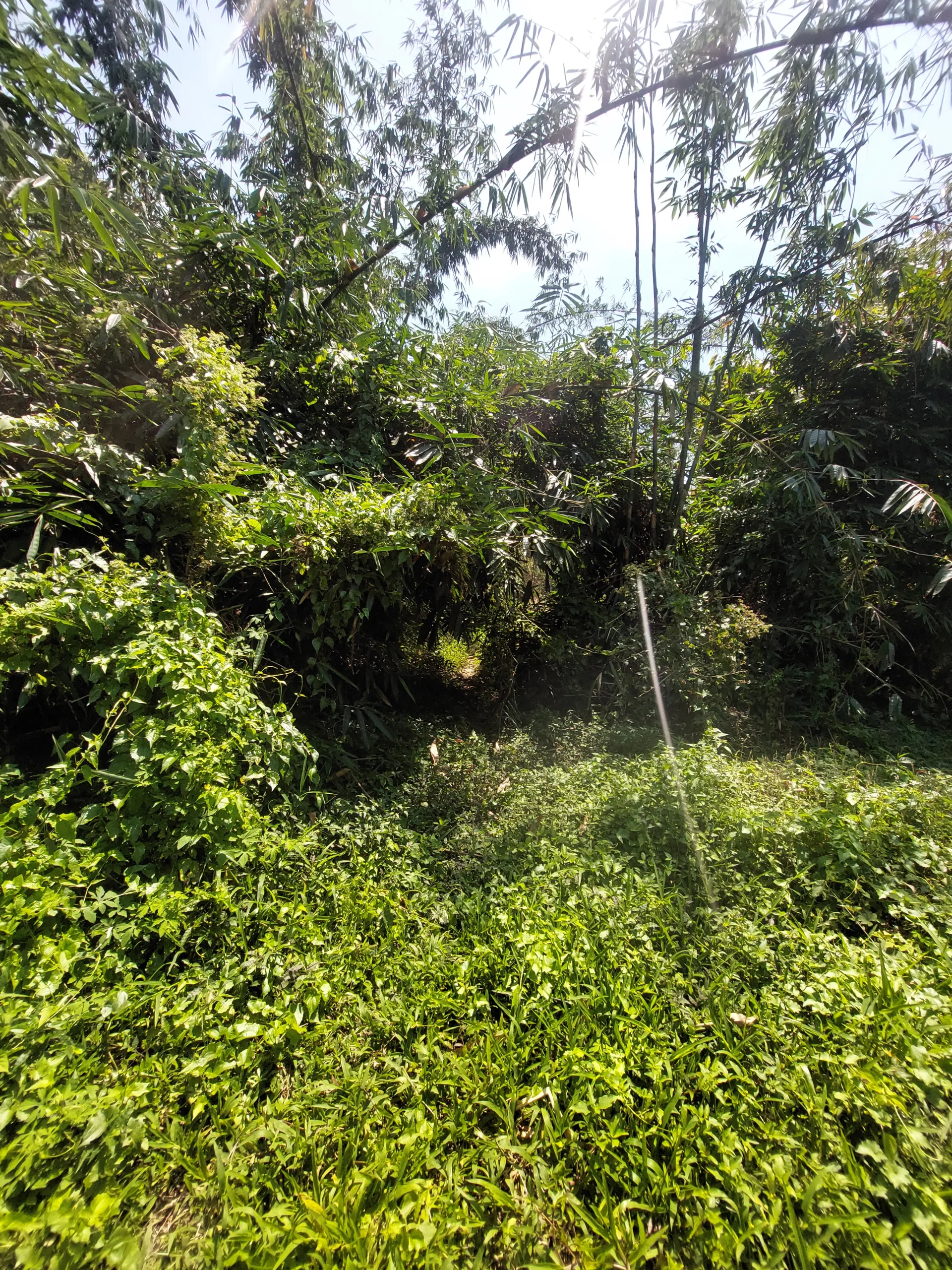 Tanah strategis di blayu, marga, tabanan luas 34 are, view sungai